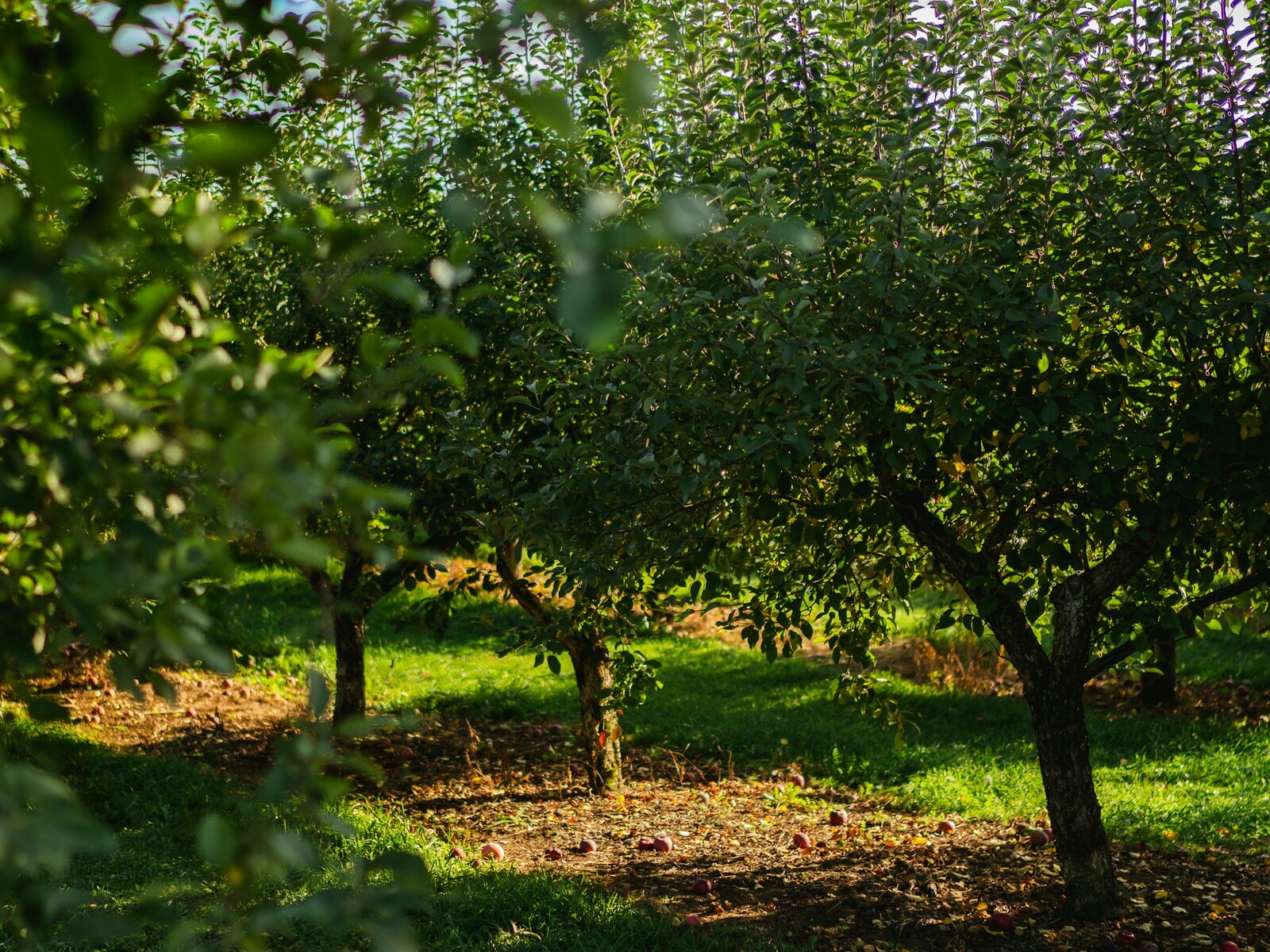 The orchard for photographs